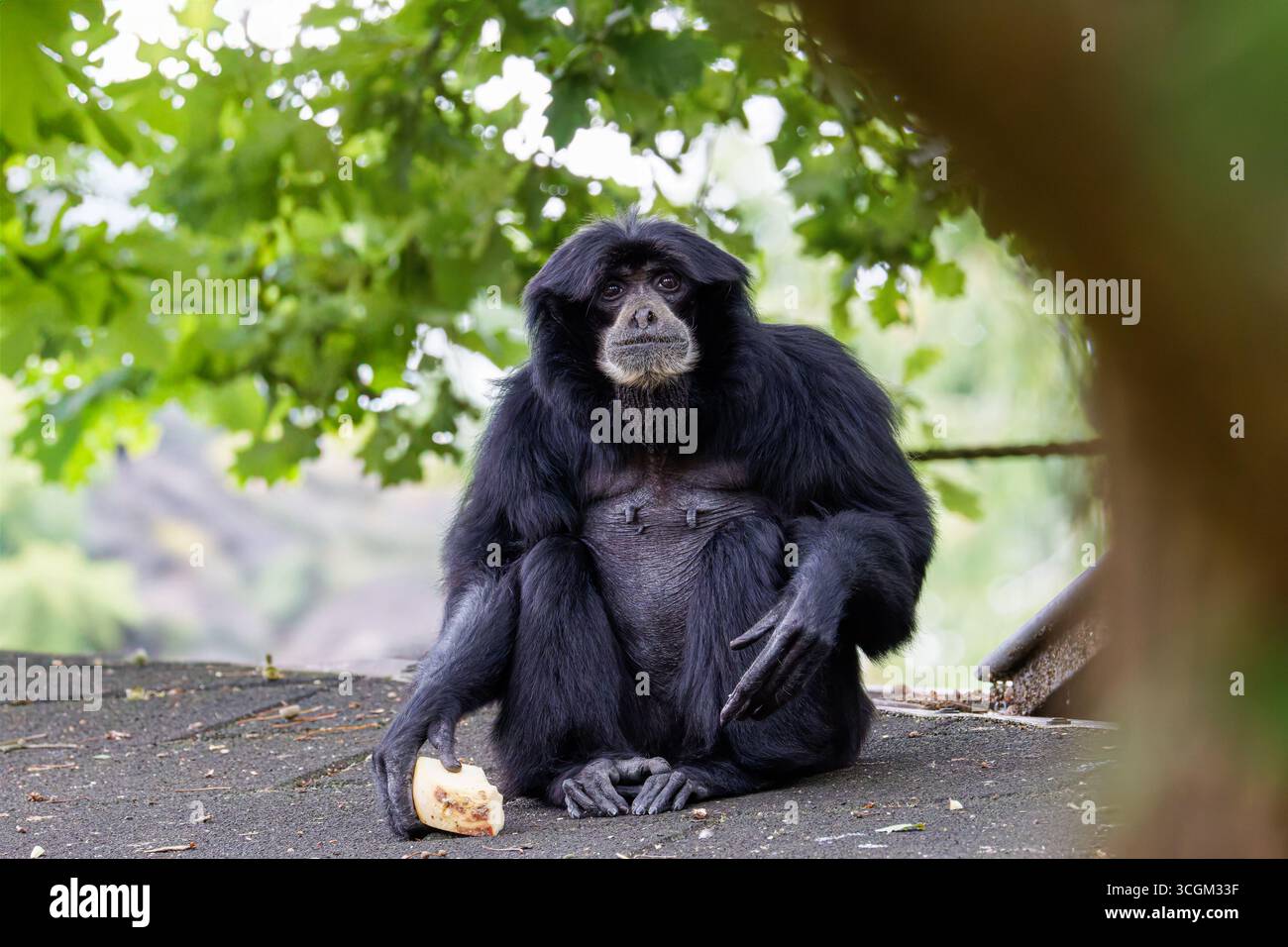 Ein schwarzfurniger Symphalangus syndactylus, Siamang sitzt auf einem Dach und hält ein Stück Essen. Ein großer Gibbon-Affe. Stockfoto