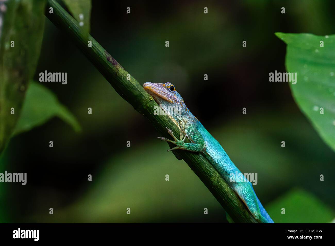 Eine leuchtend grüne Anolis marmoratus (Lleopard-Anol) schmiegt sich an einen grünen Zweig in einem üppigen Wald. Stockfoto
