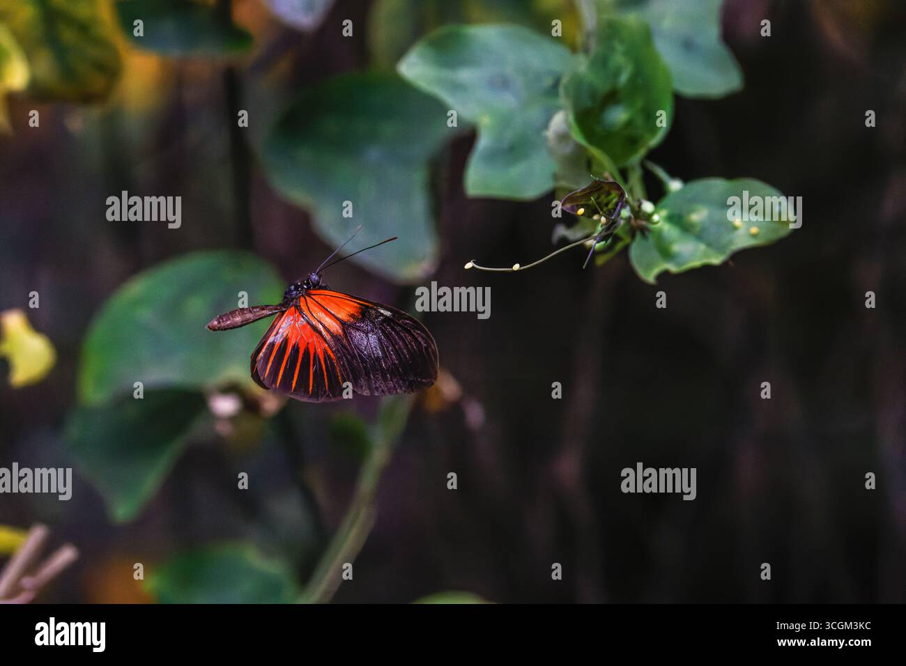 Ein lebendiger Red Cracker (Hamadryas Amphinome) Schmetterling mit roten und schwarzen Flügeln, die in der Nähe von grünen Blättern schwebt. Stockfoto