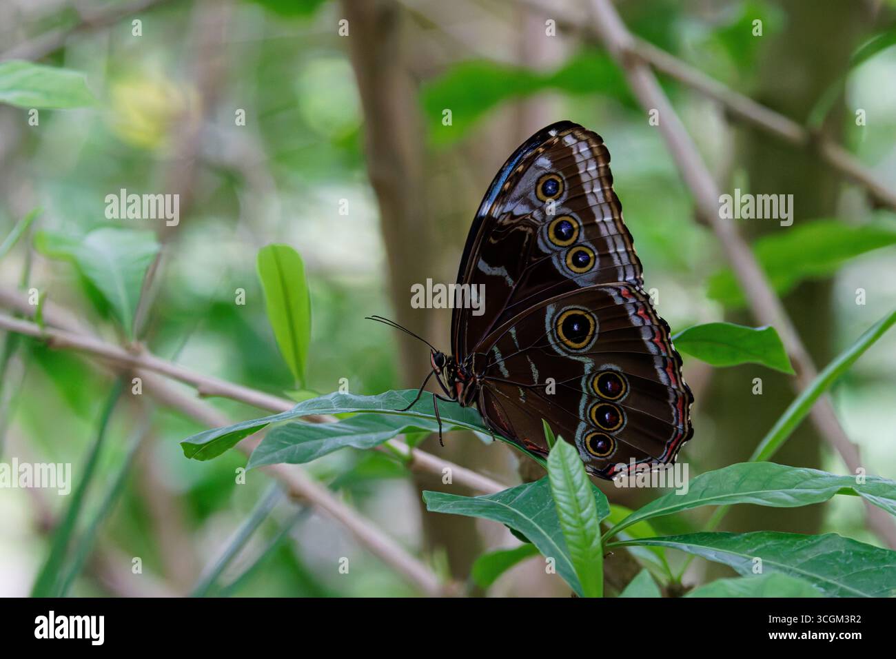 Ein Morpho-Schmetterling (Morpho peleides) Schmetterling mit komplizierten Mustern auf seinen Flügeln auf einem grünen Blatt. Stockfoto