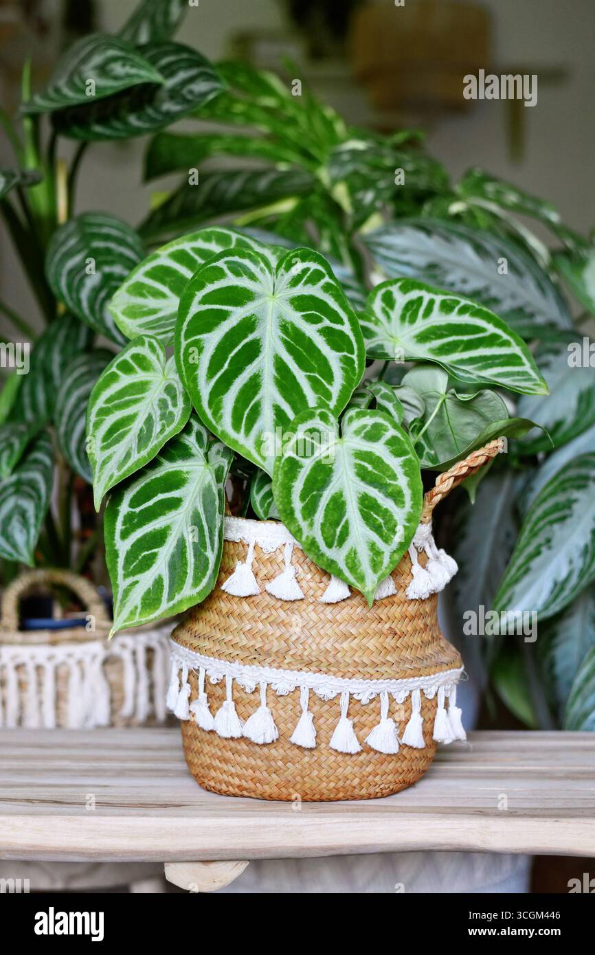 Schöne exotische „Silver Blush Anthurium Crystallinum“ Zimmerpflanze mit schönem Spitzenmuster im urbanen Dschungel-Wohnzimmer mit vielen Pflanzen Stockfoto