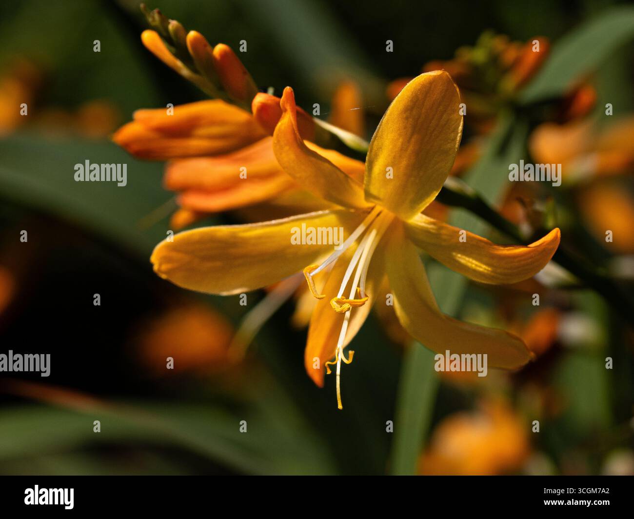 Nahaufnahme einer einzigen goldgelben Blume von Crocosmia x crocosmiiflora „George Davidson“ Stockfoto