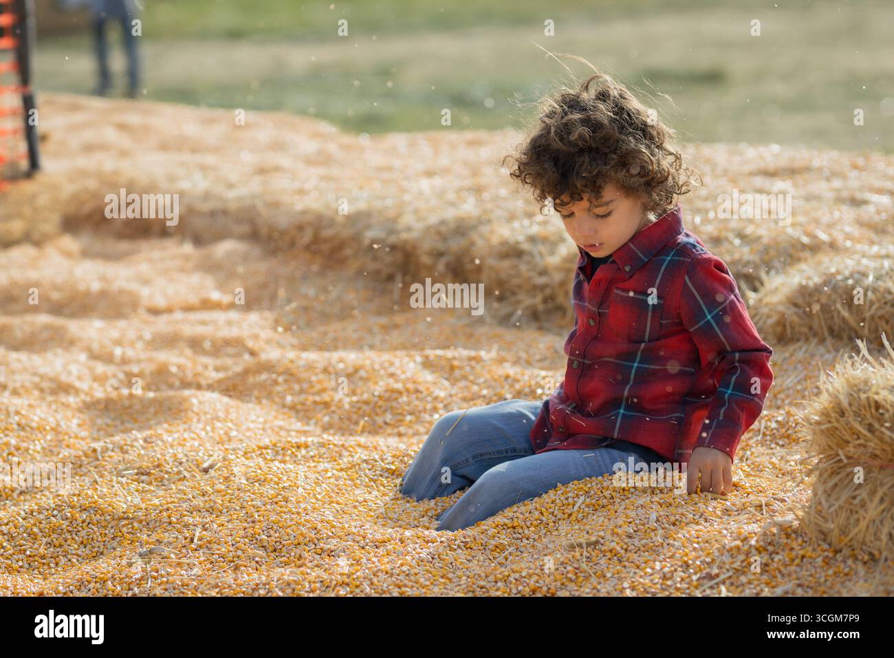 Kind in rotem kariertem Hemd, das in der Maisgrube am Kürbisfeld von Utah sitzt Stockfoto