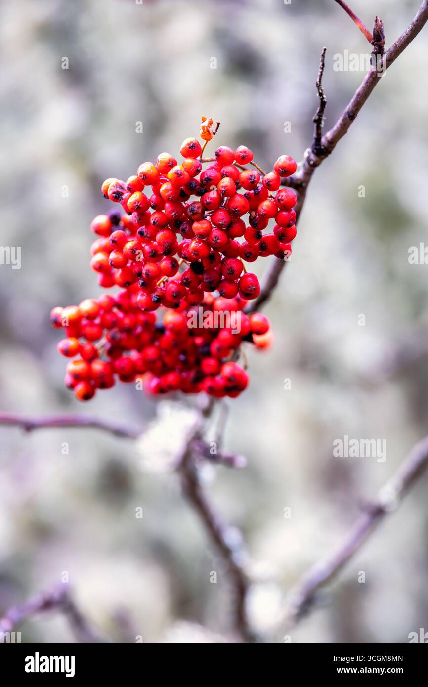 Vogelbeeren auf einem Baumzweig im Herbst Stockfoto