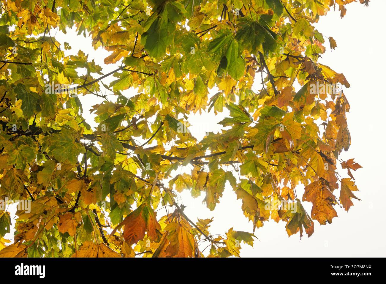 Zweig mit Ahornblättern in Herbstfarben Stockfoto