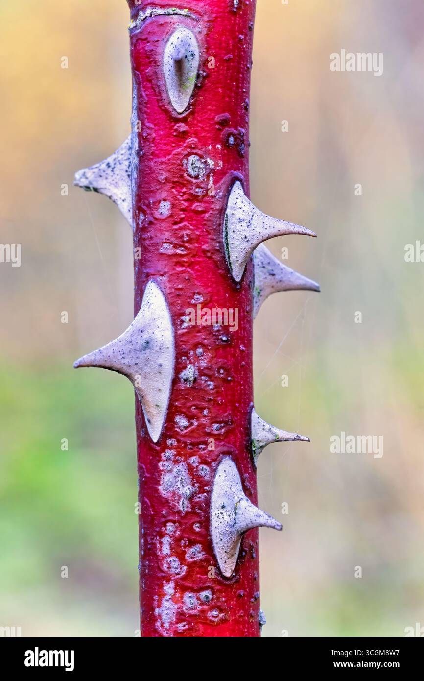 Roter Stamm an einer Pflanze mit scharfen Dornen Stockfoto