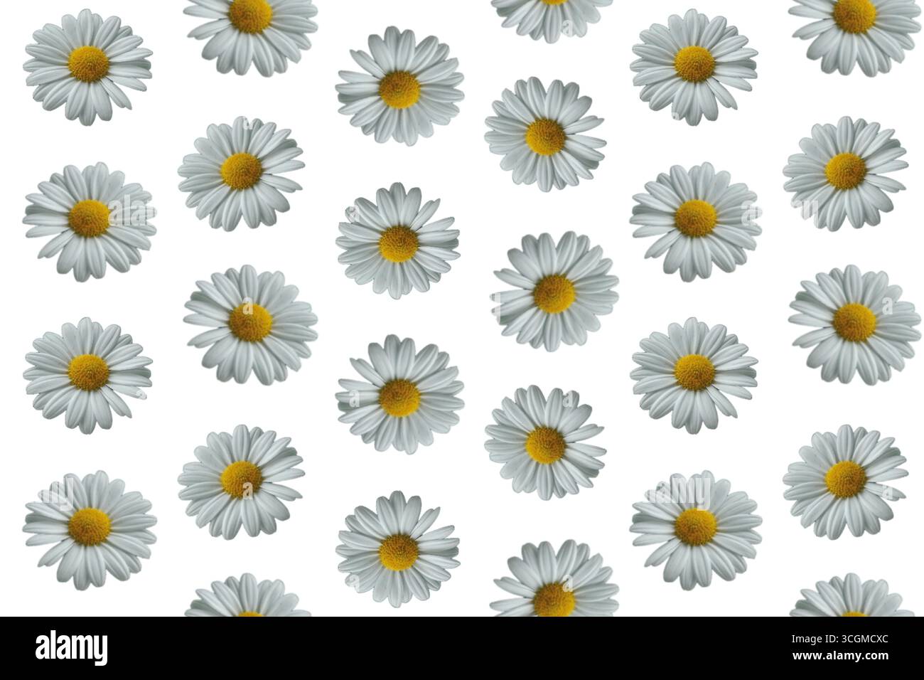 Nahtloses Gänseblümchenmuster, weißer floraler Hintergrund Stockfoto