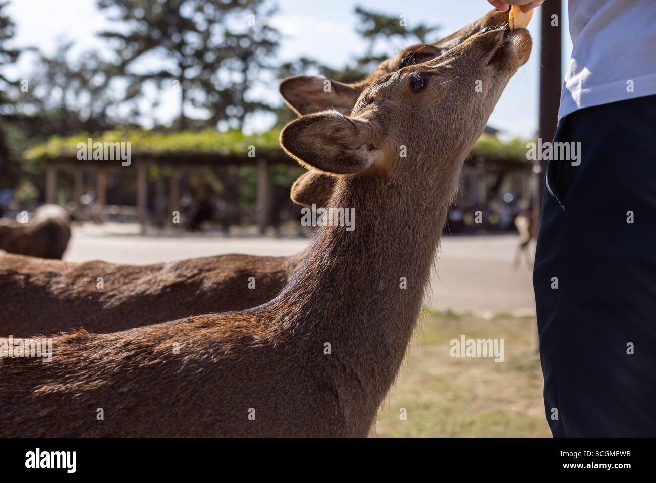 Zwei sika-Hirsche stehen in der Nähe, die sich von Touristen in Nara, Japan, unter natürlichem Licht im öffentlichen Park verwöhnen lassen Stockfoto