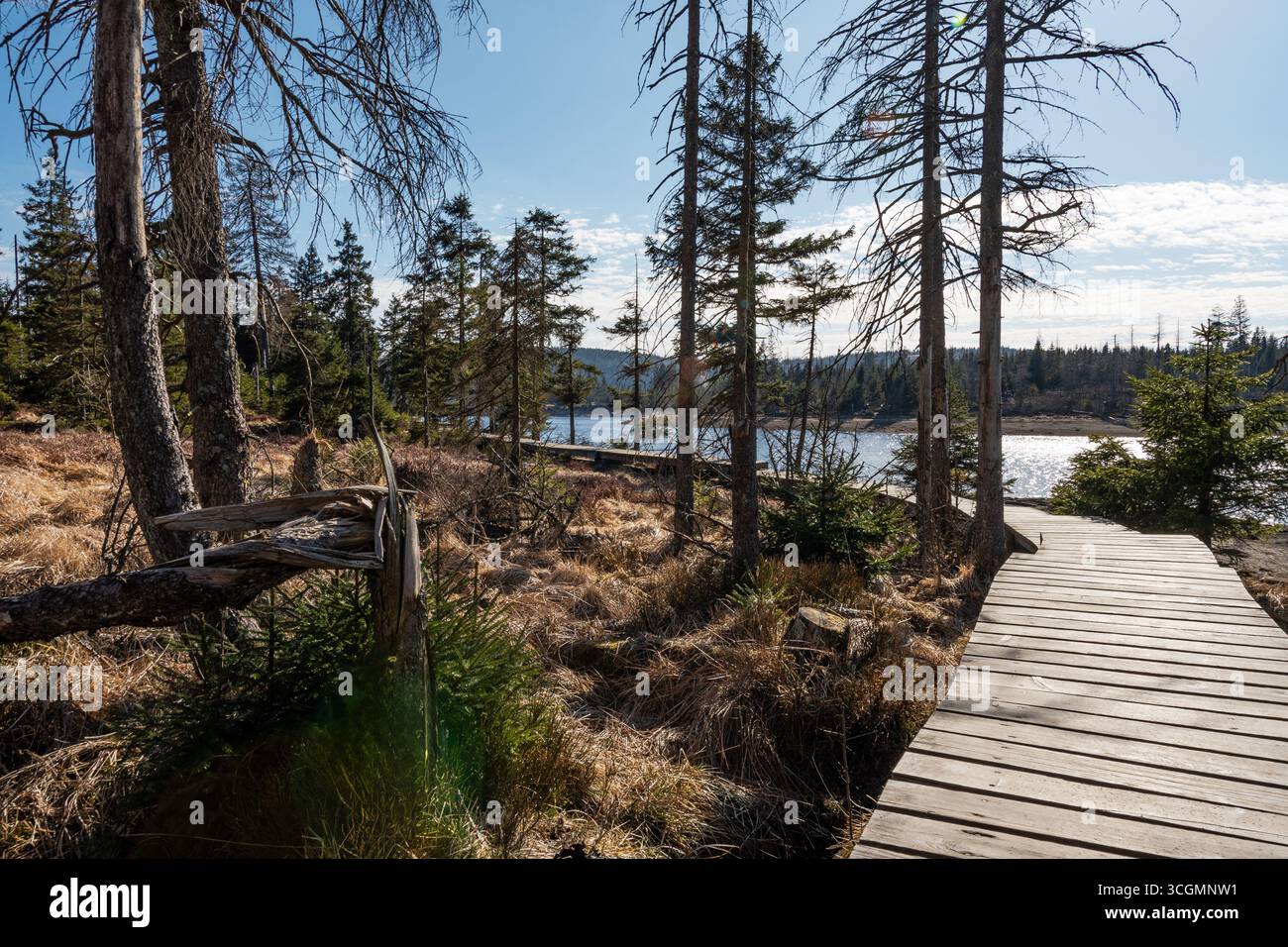 Ein schmaler Holzsteg folgt der Küste eines klaren Sees, umgeben von offenem Fichtenwald und trockenen Gräsern. Sonnenlicht funkelt auf dem Wasser, hig Stockfoto