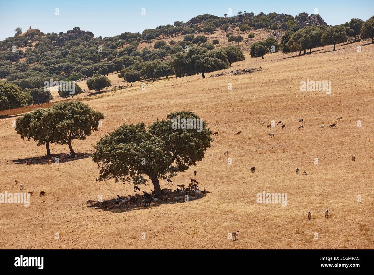 Ziege hörte Weiden in einem Steineichenwald. Spanische Viehzucht Stockfoto