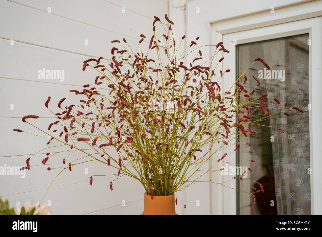 Die dekorative, getrocknete, burgunderrote Pflanze in Terrakotta-Vase verleiht der modernen Inneneinrichtung einen Hauch von rustikalem Charme und unterstreicht den ästhetischen Reiz des Raumes mit natürlicher Eleganz vor einer weißen Wand und einem weißen Fenster Stockfoto