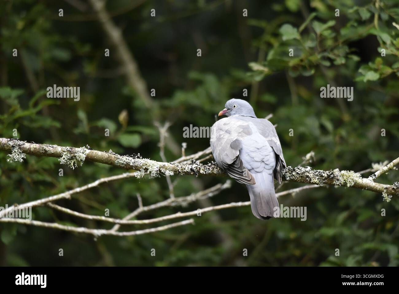 Rückansicht einer erwachsenen gewöhnlichen Holztaube (Columba palumbus), die auf einem horizontalen Baumzweig rechts vom Bild thront, mit nach links gedrehtem Kopf, Großbritannien Stockfoto