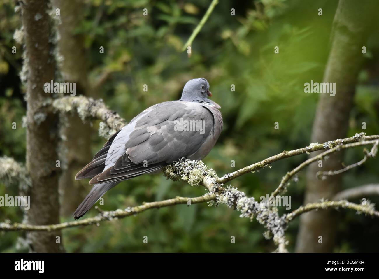 Hinten und rechts Nahaufnahme einer erwachsenen gewöhnlichen Holztaube (Columba palumbus) auf Flechtenbedeckten Zweigen, Auge auf Kamera, aufgenommen in Großbritannien Stockfoto