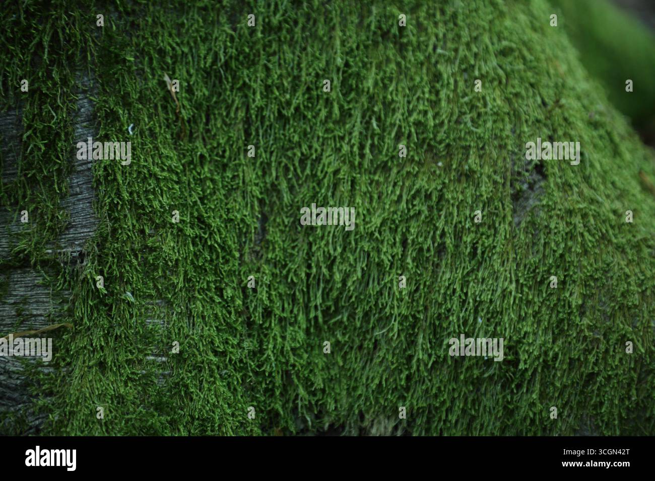 Grünes Moos wächst auf alter Baumrinde Stockfoto