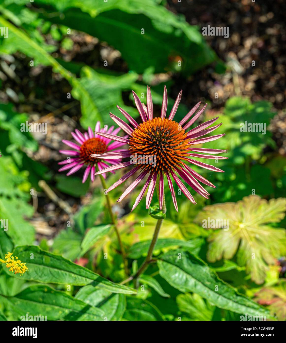 Echinacea, Purple Coneflower, Echinacea purpurea. Botanischer Garten, Frankfurt, Deutschland, Europa Stockfoto