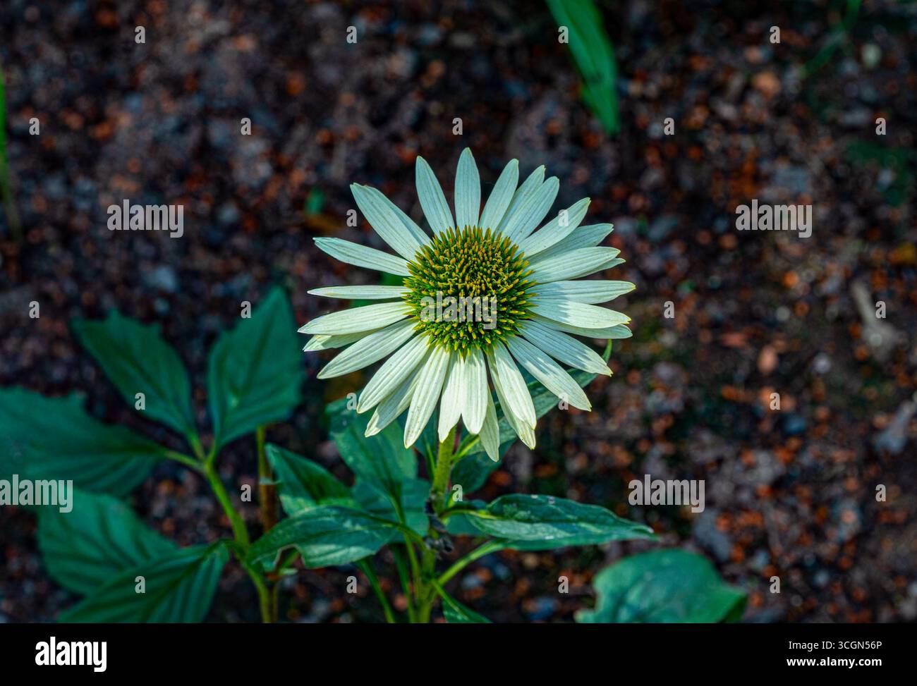 Echinacea, Purple Coneflower, Echinacea purpurea. Botanischer Garten, Frankfurt, Deutschland, Europa Stockfoto