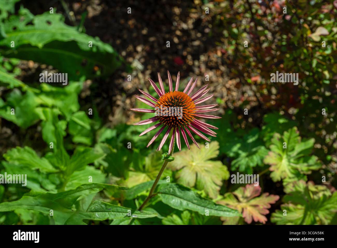 Echinacea, Purple Coneflower, Echinacea purpurea. Botanischer Garten, Frankfurt, Deutschland, Europa Stockfoto