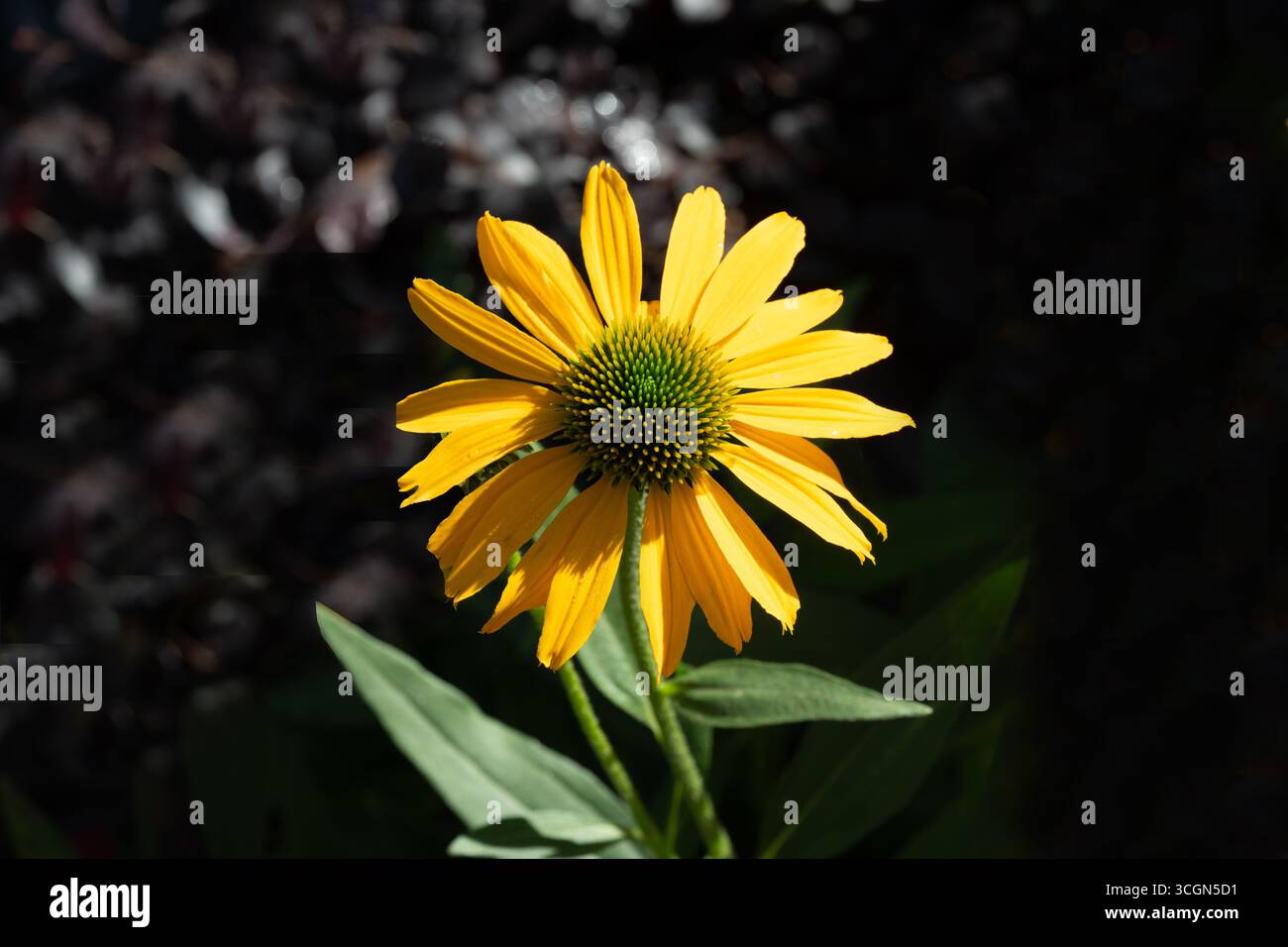 Echinacea, Purple Coneflower, Echinacea purpurea. Botanischer Garten, Frankfurt, Deutschland, Europa Stockfoto