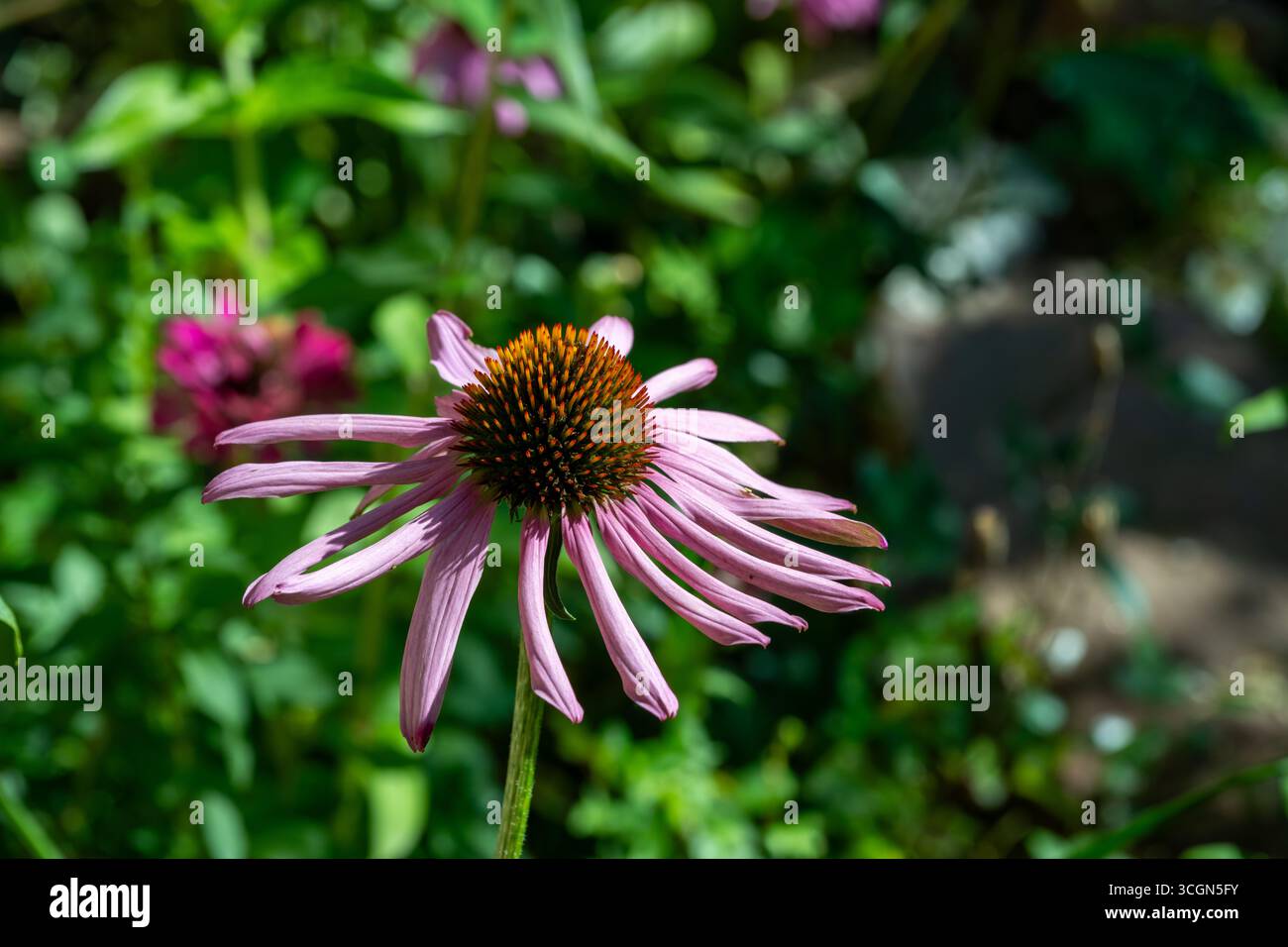 Echinacea, Purple Coneflower, Echinacea purpurea. Botanischer Garten, Frankfurt, Deutschland, Europa Stockfoto