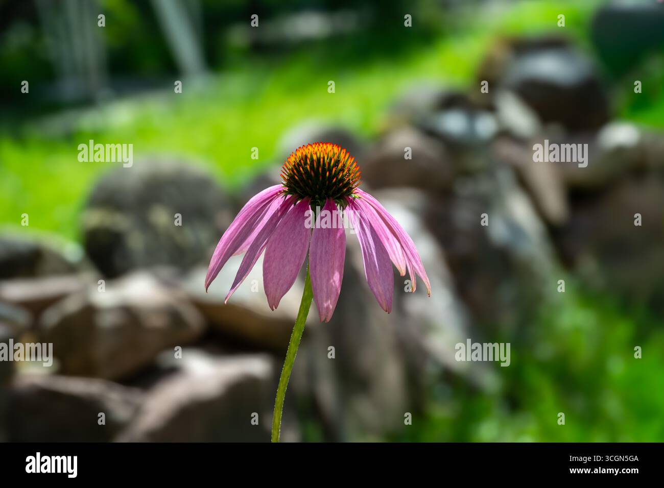 Echinacea, Purple Coneflower, Echinacea purpurea. Botanischer Garten, Frankfurt, Deutschland, Europa Stockfoto