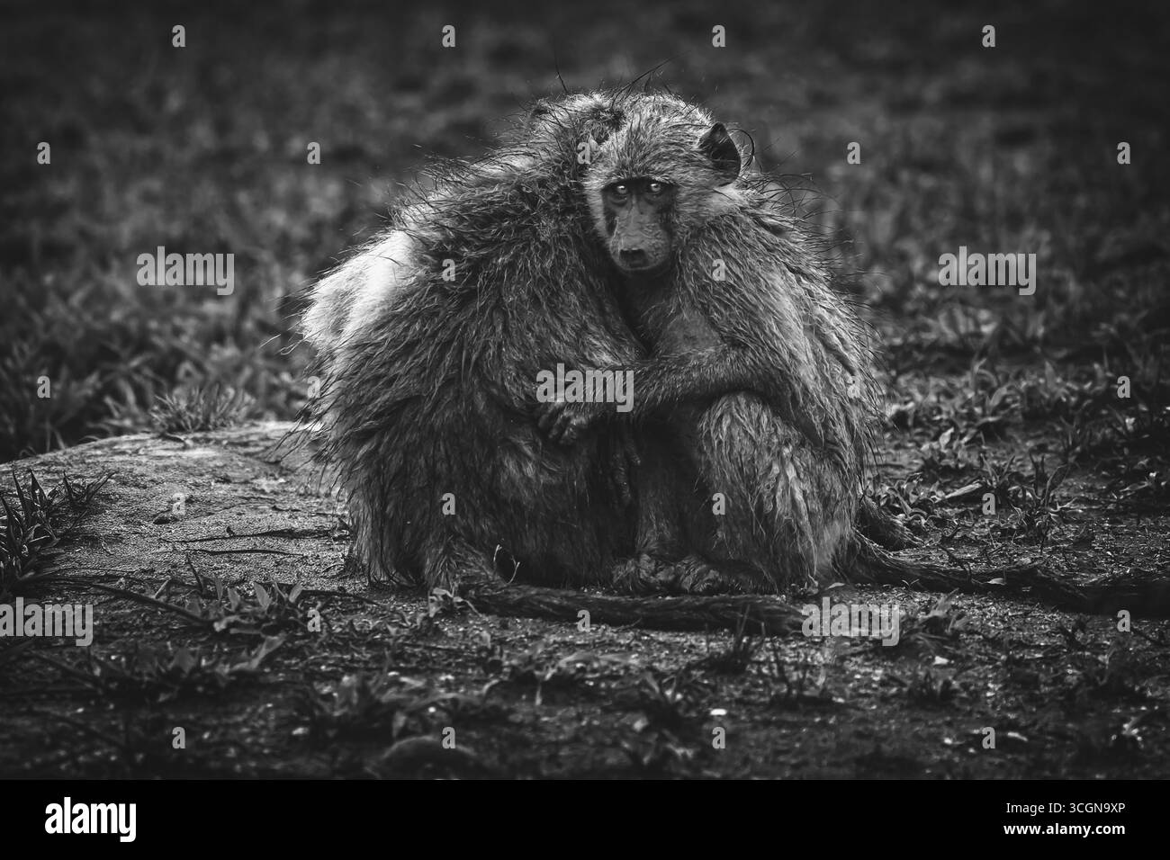 Zwei junge Paviane drängen sich im strömenden Regen im Kruger Park, Südafrika. Durchnässt, haften sie sich aneinander, um Wärme und Komfort zu gewährleisten Stockfoto