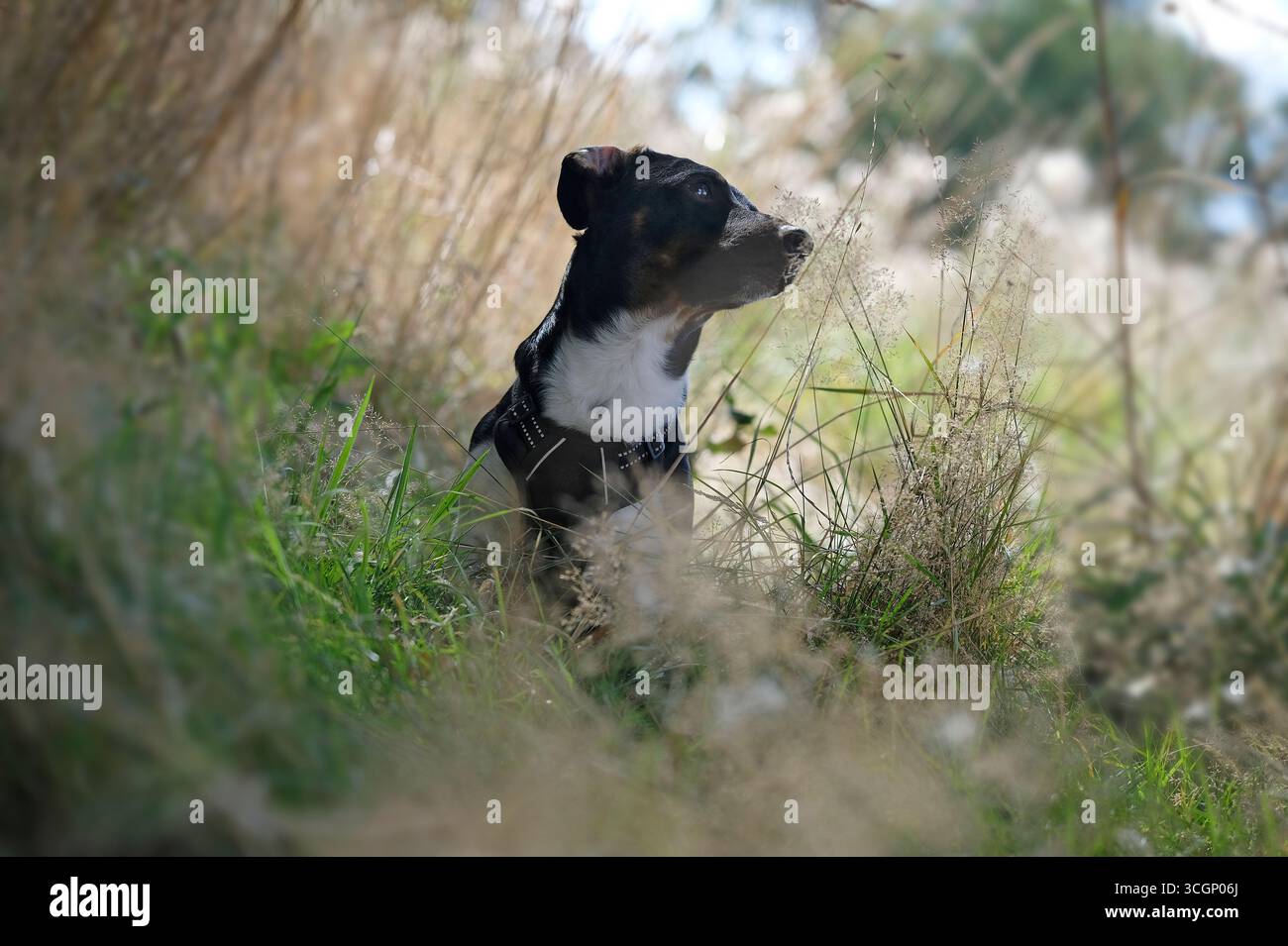 jack russel Terrierhund im langen Gras, norfolk, england Stockfoto