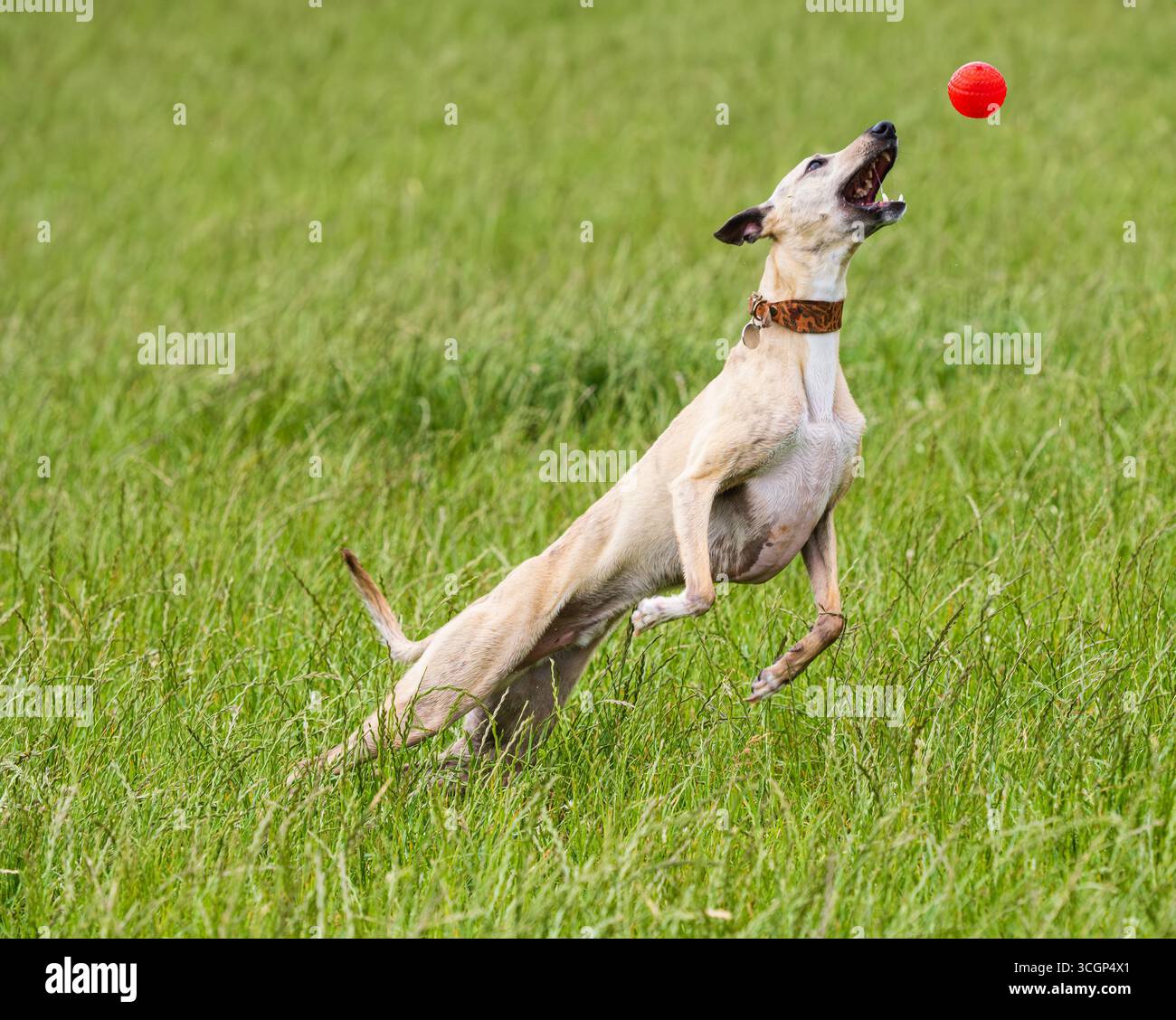 3 Jahre alter Whippet männlich (Jasper) springt, um einen Ball auf einem grasbewachsenen Feld zu fangen Stockfoto