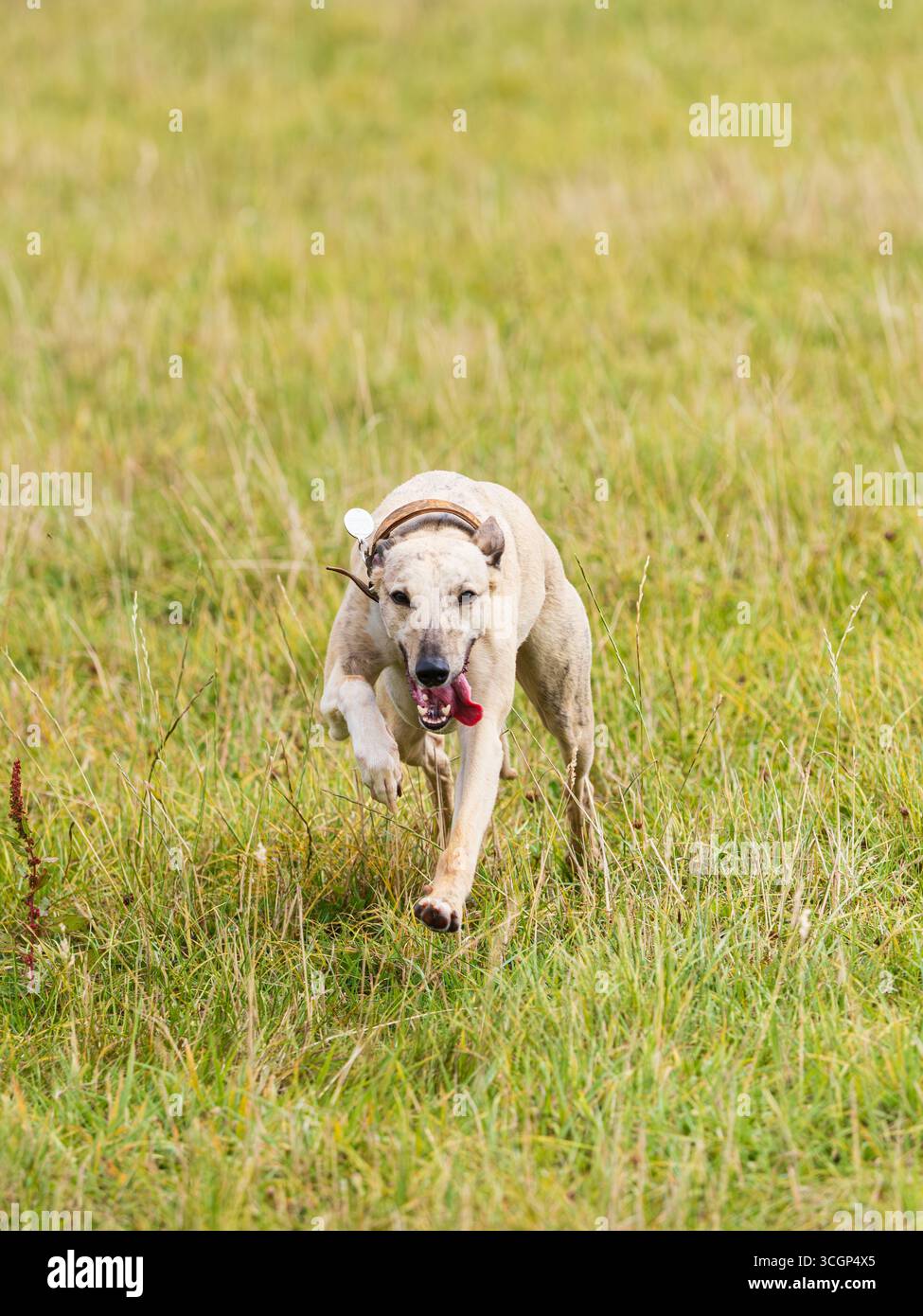 3 Jahre altes Kitzel männliches Whippet (Jasper) sprintet kopfüber über ein grasbewachsenes Feld Stockfoto
