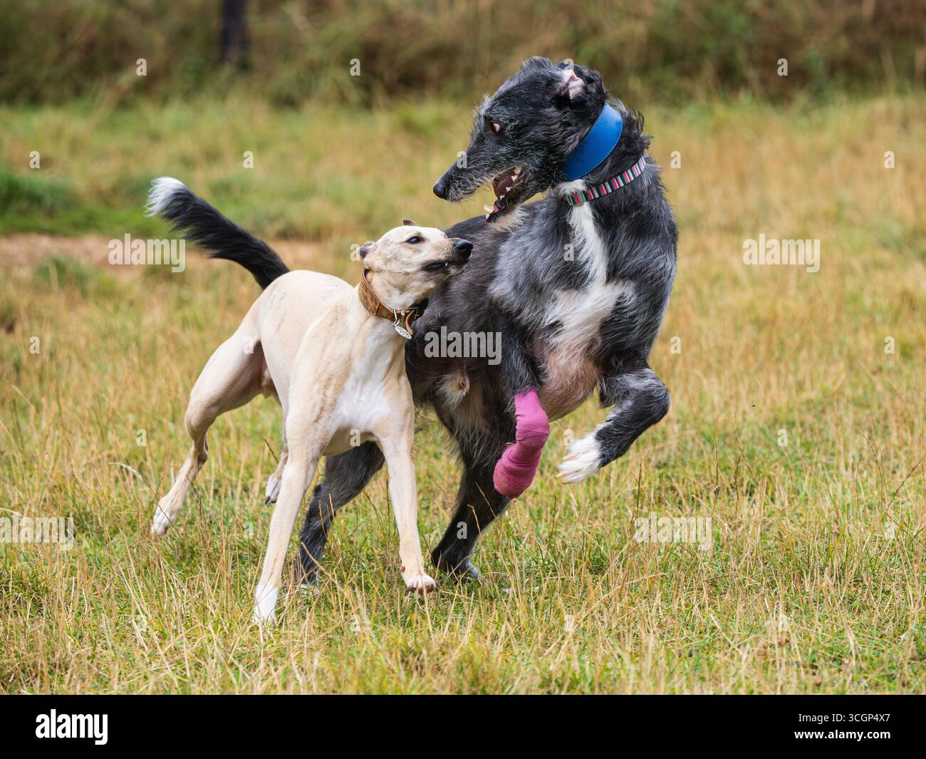 Drei Jahre altes männliches Windhundpaar Jasper (Whippet) und Sampson (greyhound x deerhound) spielen auf einem grasbewachsenen Feld Stockfoto