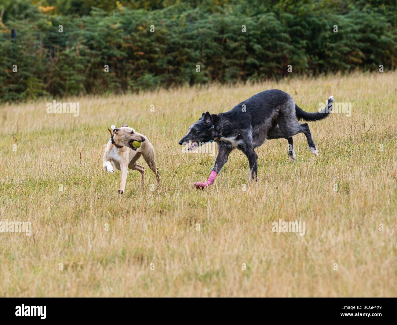 Drei Jahre altes männliches Windhundpaar Jasper (Whippet) und Sampson (greyhound x deerhound) spielen auf einem grasbewachsenen Feld Stockfoto