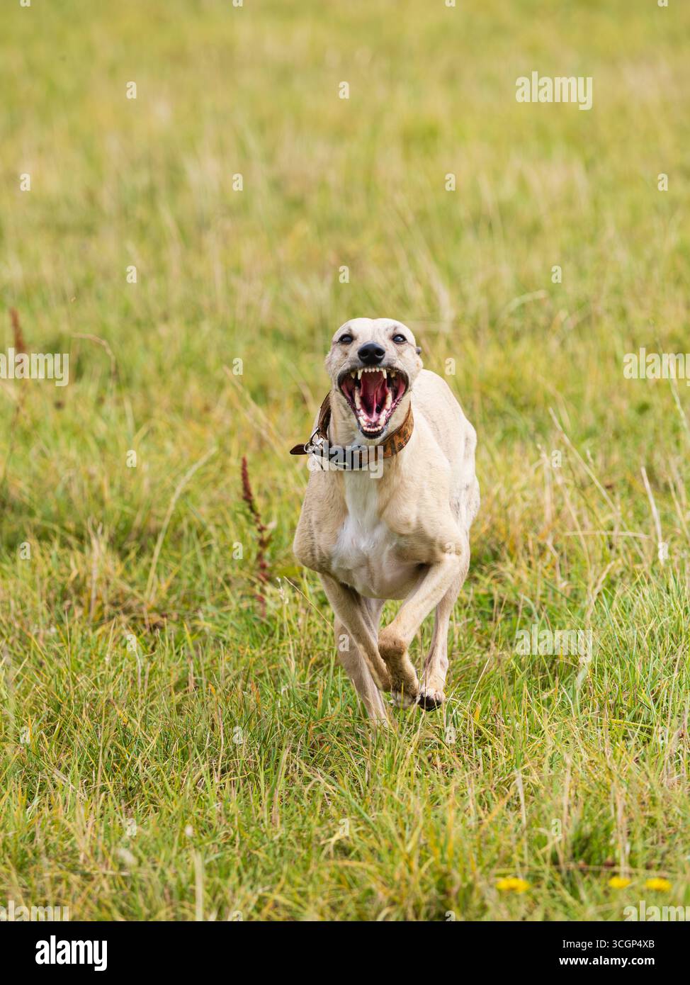 3 Jahre altes Kitzel männliches Whippet (Jasper) sprintet kopfüber über ein grasbewachsenes Feld Stockfoto