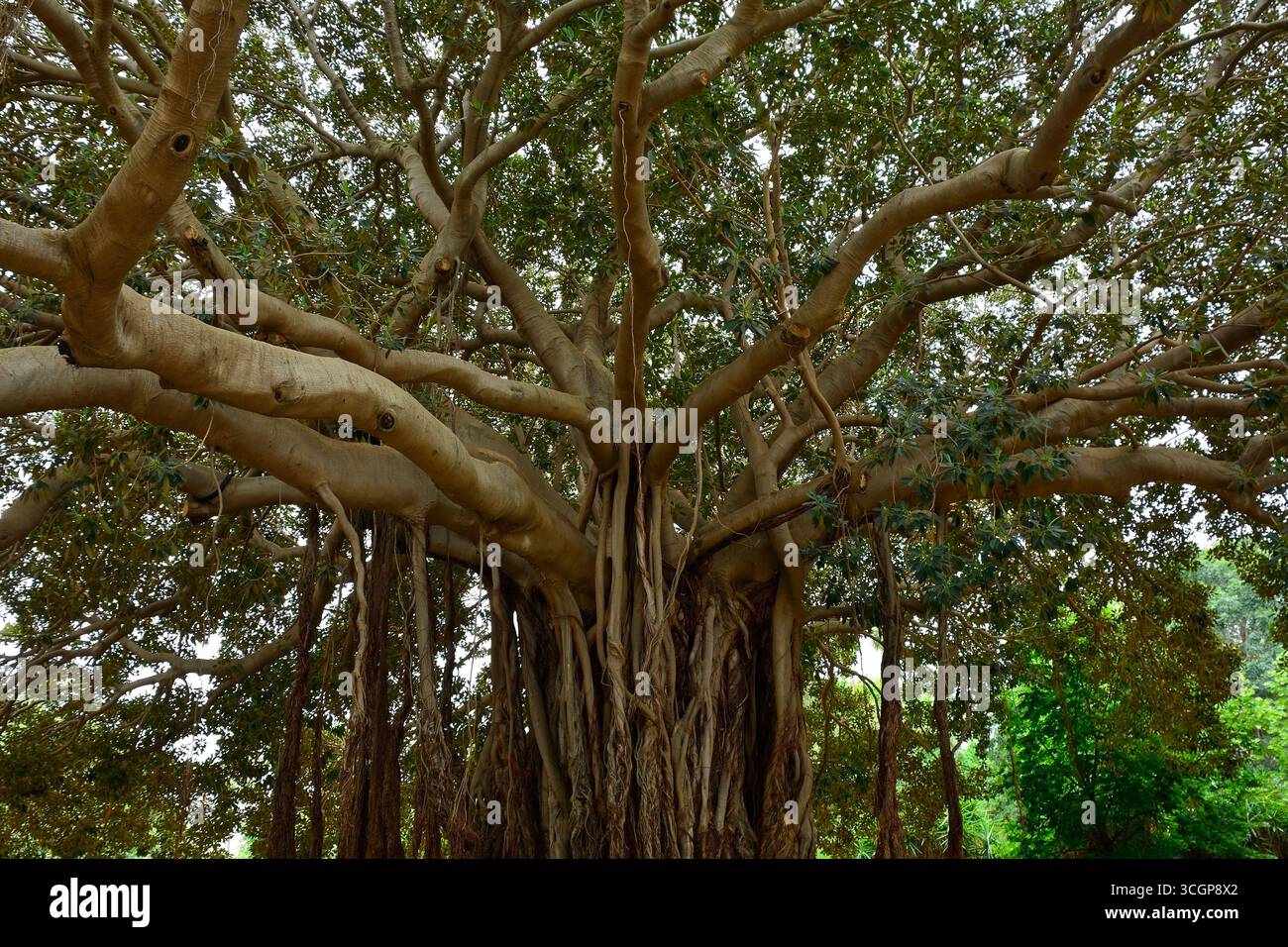 Ficus Macrophylla, alias Moreton Bay Fig oder Australian Banyan. Ein Banyan-Baum mit einem riesigen Baldachin und Luftwurzeln, die zum Boden absteigen und zusätzliche Stämme bilden Stockfoto