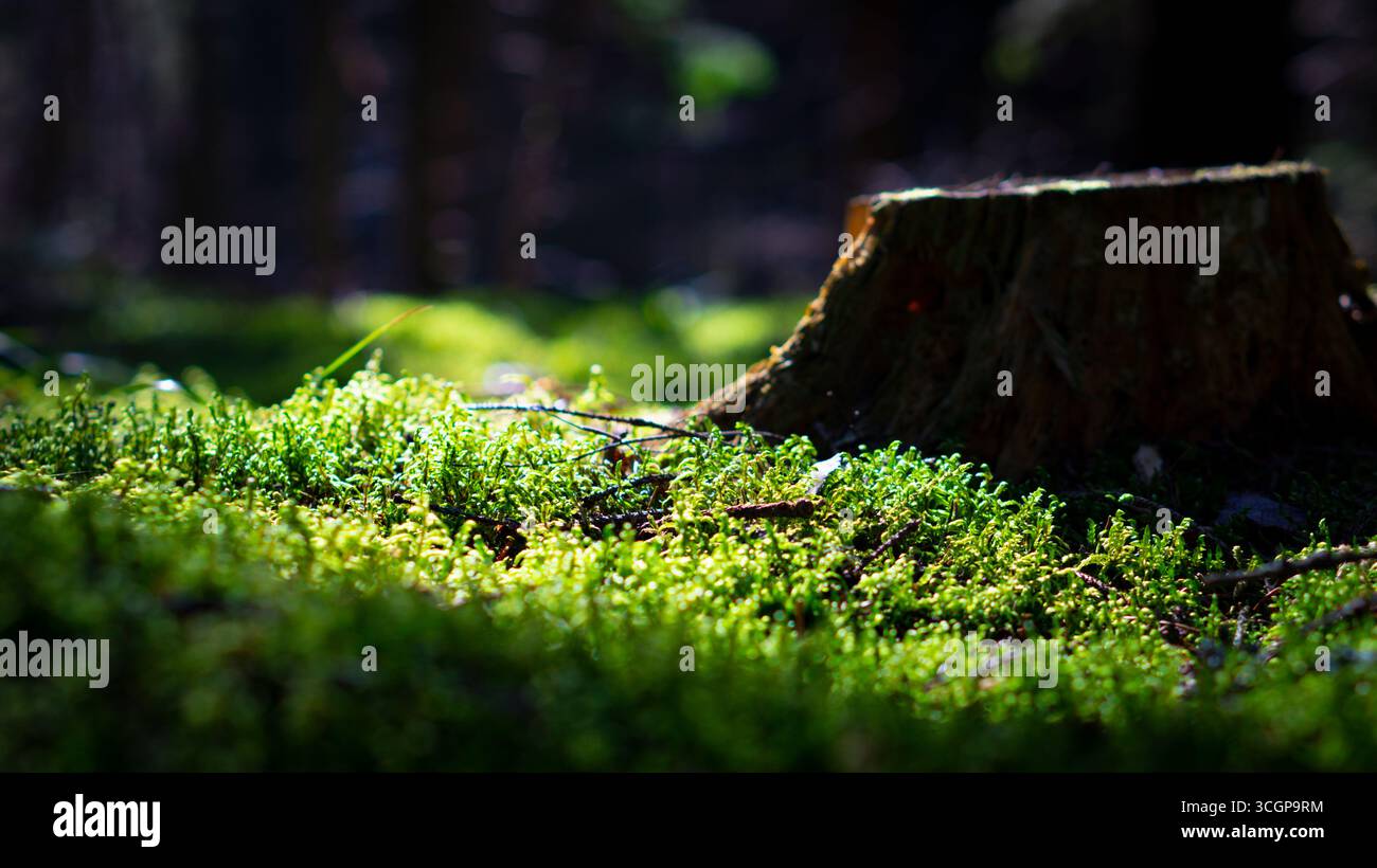 Nahaufnahme von lebendigem grünem Moos, das auf dem Waldboden wächst und von natürlichem Sonnenlicht mit weichem Bokeh-Hintergrund beleuchtet wird. Detaillierte Makrostruktur von Holz Stockfoto