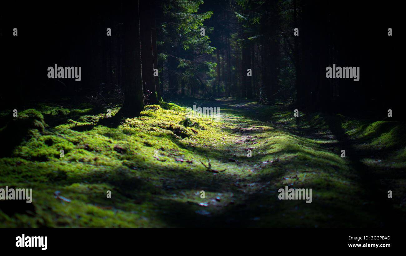 Nahaufnahme von frischem grünem Moos auf dem Waldboden bei Sonnenlicht. Makro-Naturdetails mit lebendiger Textur und unscharfem Waldhintergrund. Stockfoto