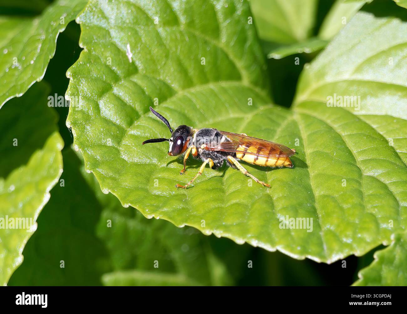 Europäischer Bienenwolf, Bienenwespe, Bienenwolf, Philanthus triangulum, méhfarkas, Ungarn, Magyarország, Europa Stockfoto