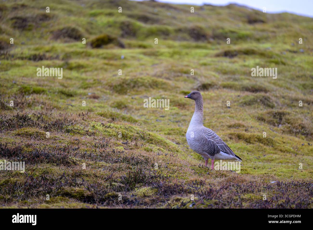 Pink-footed Goose (Anser brachyrhynchus) Stockfoto