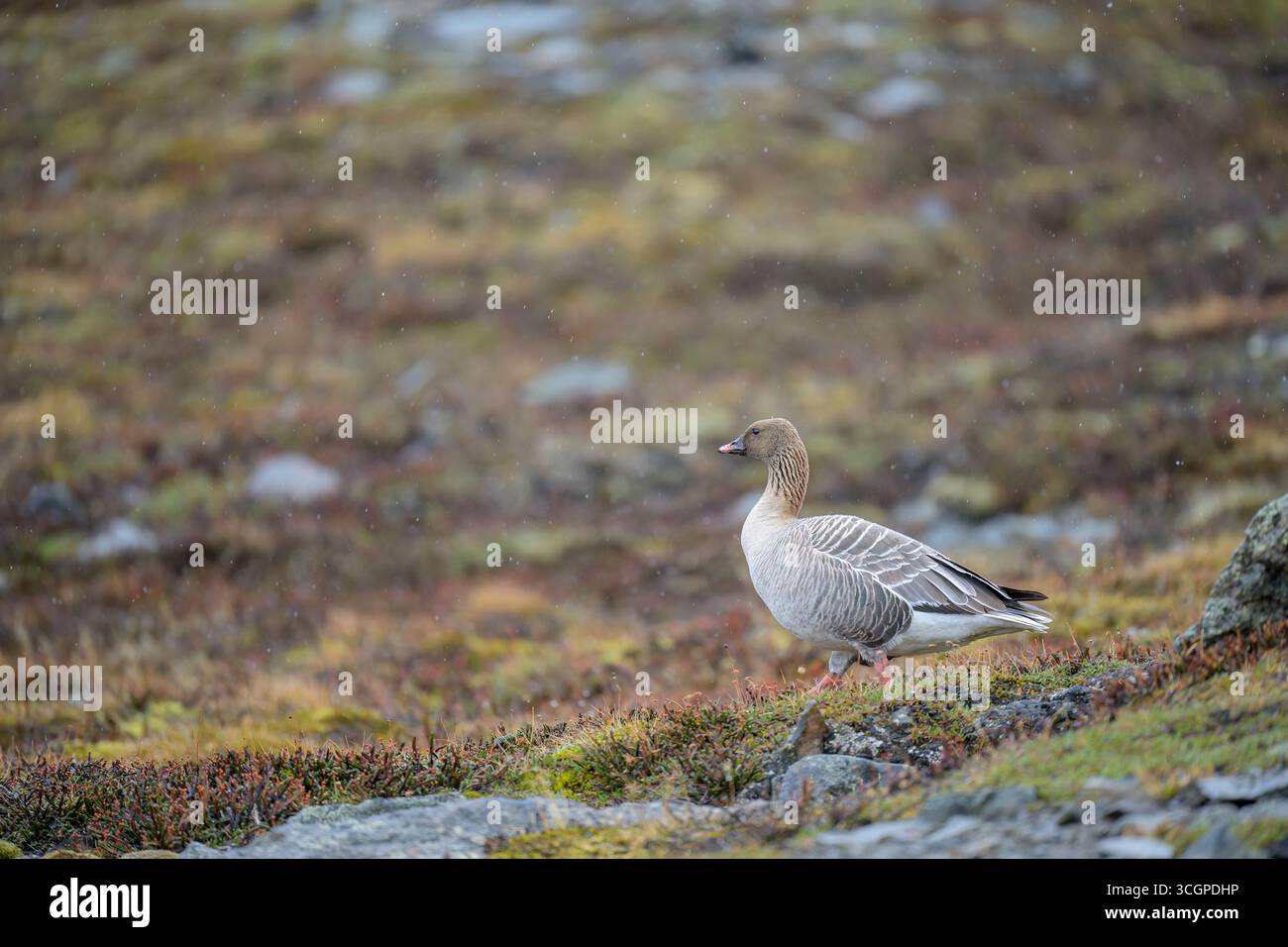 Pink-footed Goose (Anser brachyrhynchus) Stockfoto