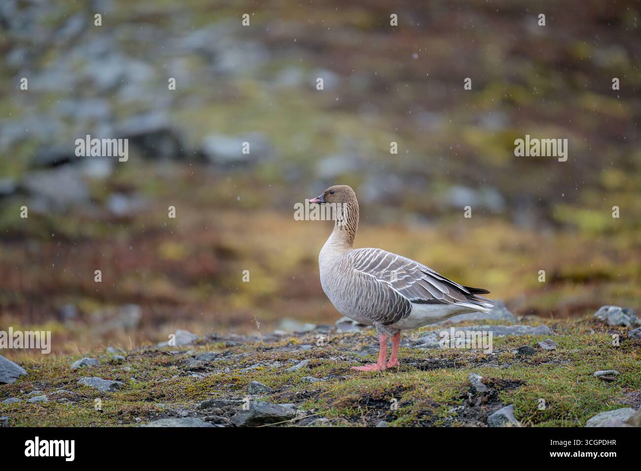 Pink-footed Goose (Anser brachyrhynchus) Stockfoto