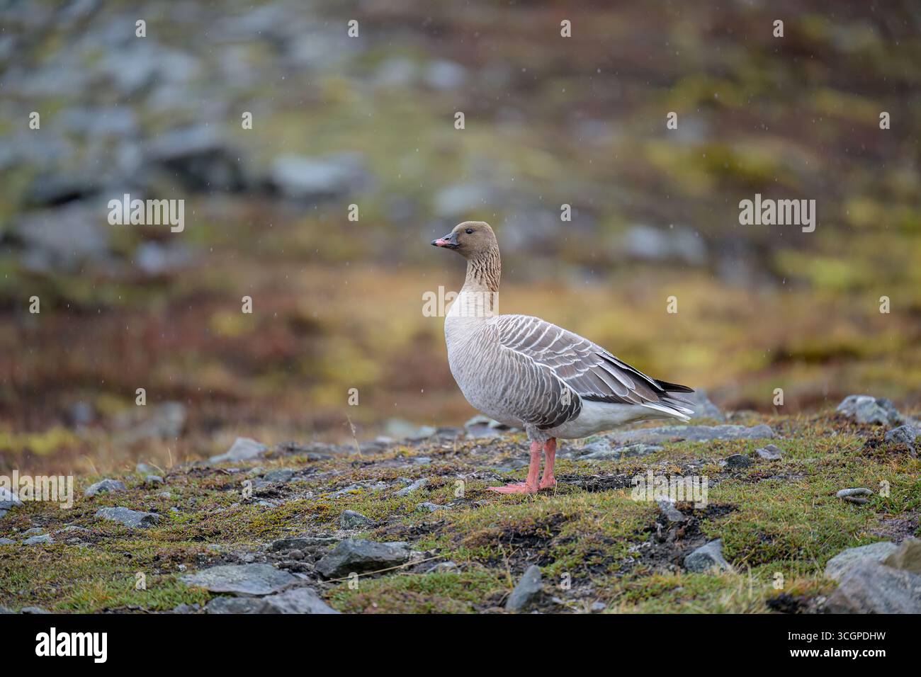 Pink-footed Goose (Anser brachyrhynchus) Stockfoto