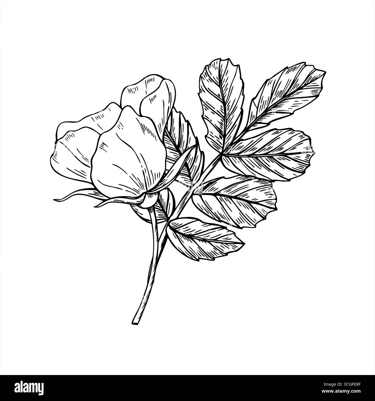 Hagebutte Blumenstrauß monochrome Vektor-Linie Kunst schwarze Tinte Skizze. Blühende wilde Hunderose mit Blattzweig. Blumenzusammensetzung Stock Vektor