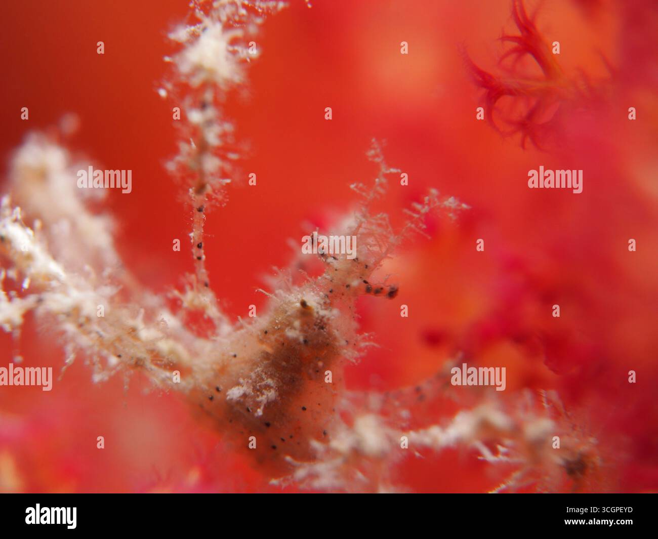 Achaeus spinosus - Spinnenkrabbe Stockfoto