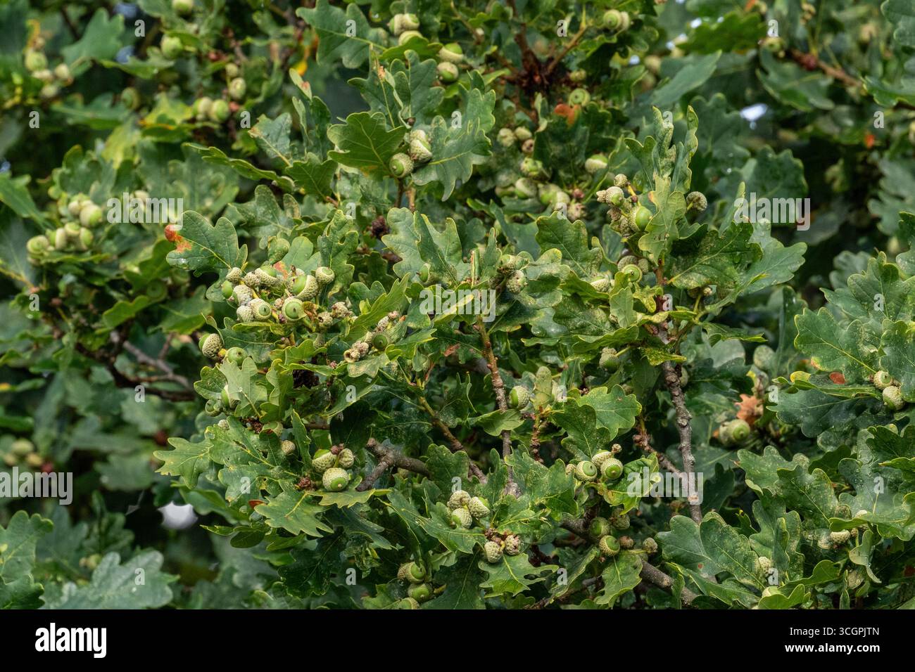 Eine Fülle von Eicheln in einer alten englischen Eiche (Quercus). Stockfoto