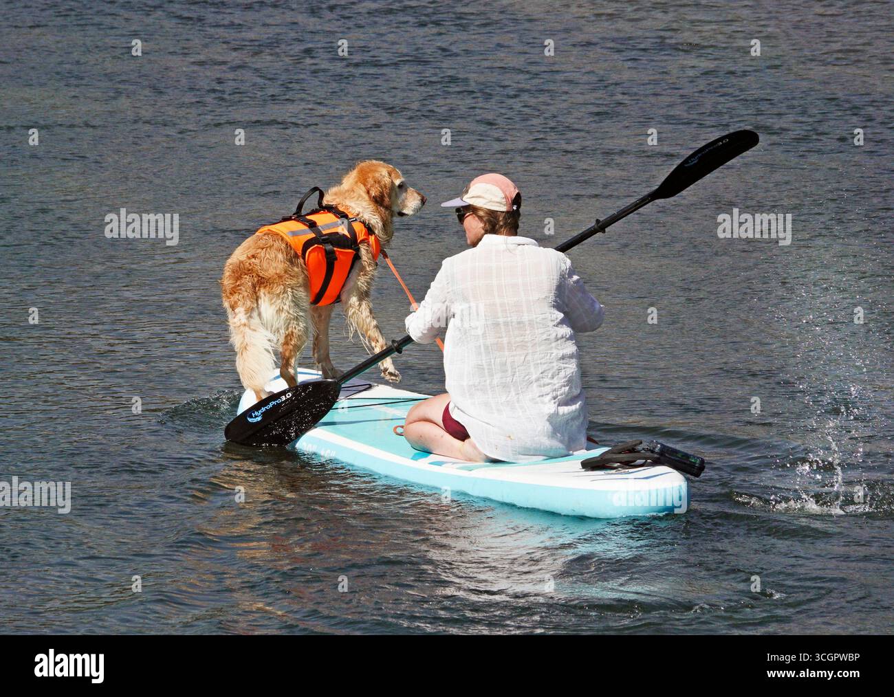 Eine Frau nimmt ihren Hund mit und schwimmt auf ihrem Paddleboard auf dem Deschutes River in der Old Mill Section von Bend, Oregon. Stockfoto