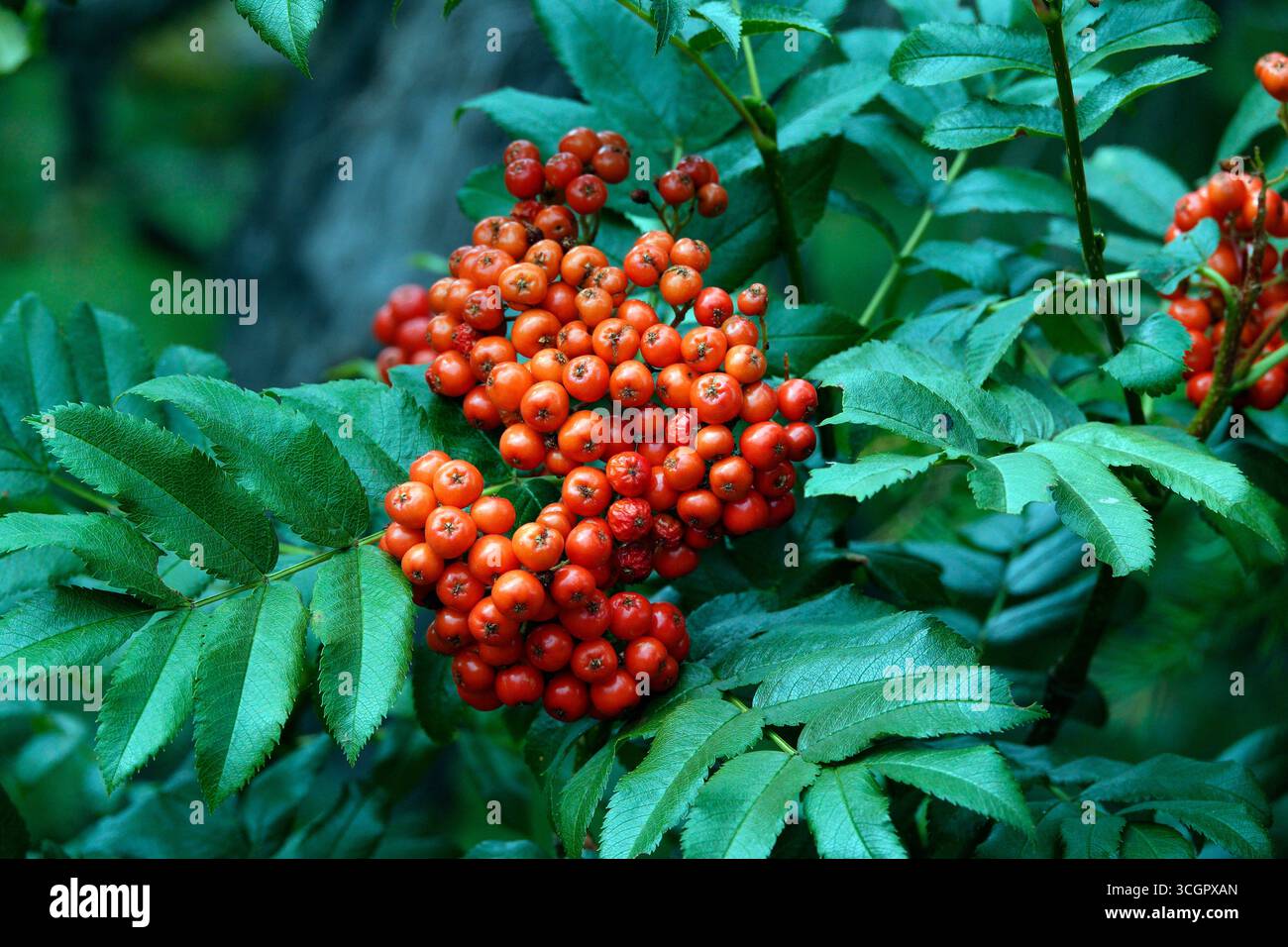 Leuchtend rote Beeren der Western Mountain Ash Tree (Sorbus scopulina), die entlang des Pacific Crest Trail in der Nähe des Santiam Pass, Kaskadengebirge, wachsen. Stockfoto
