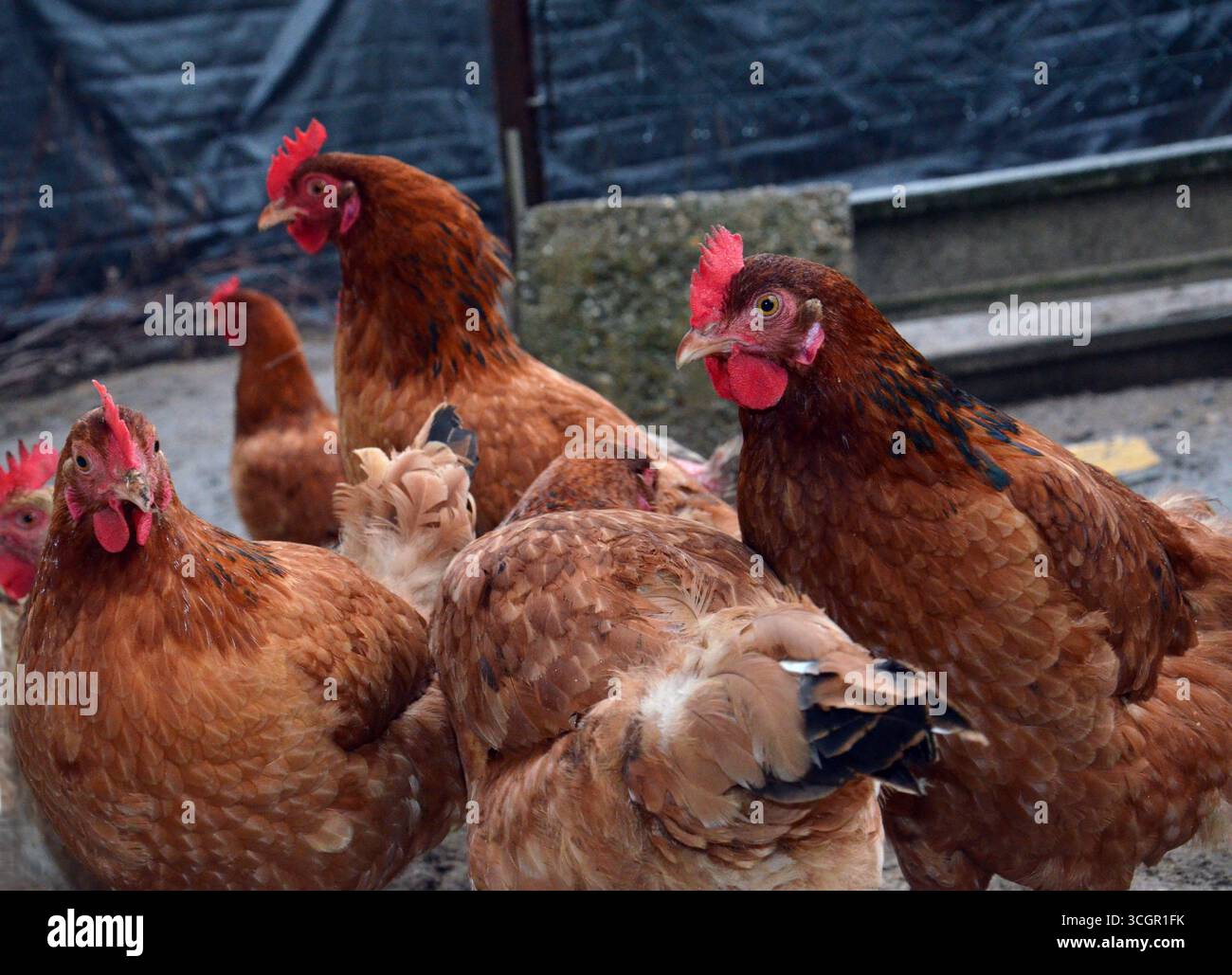 Hühner und Küken im Freiland und im Pen Stockfoto