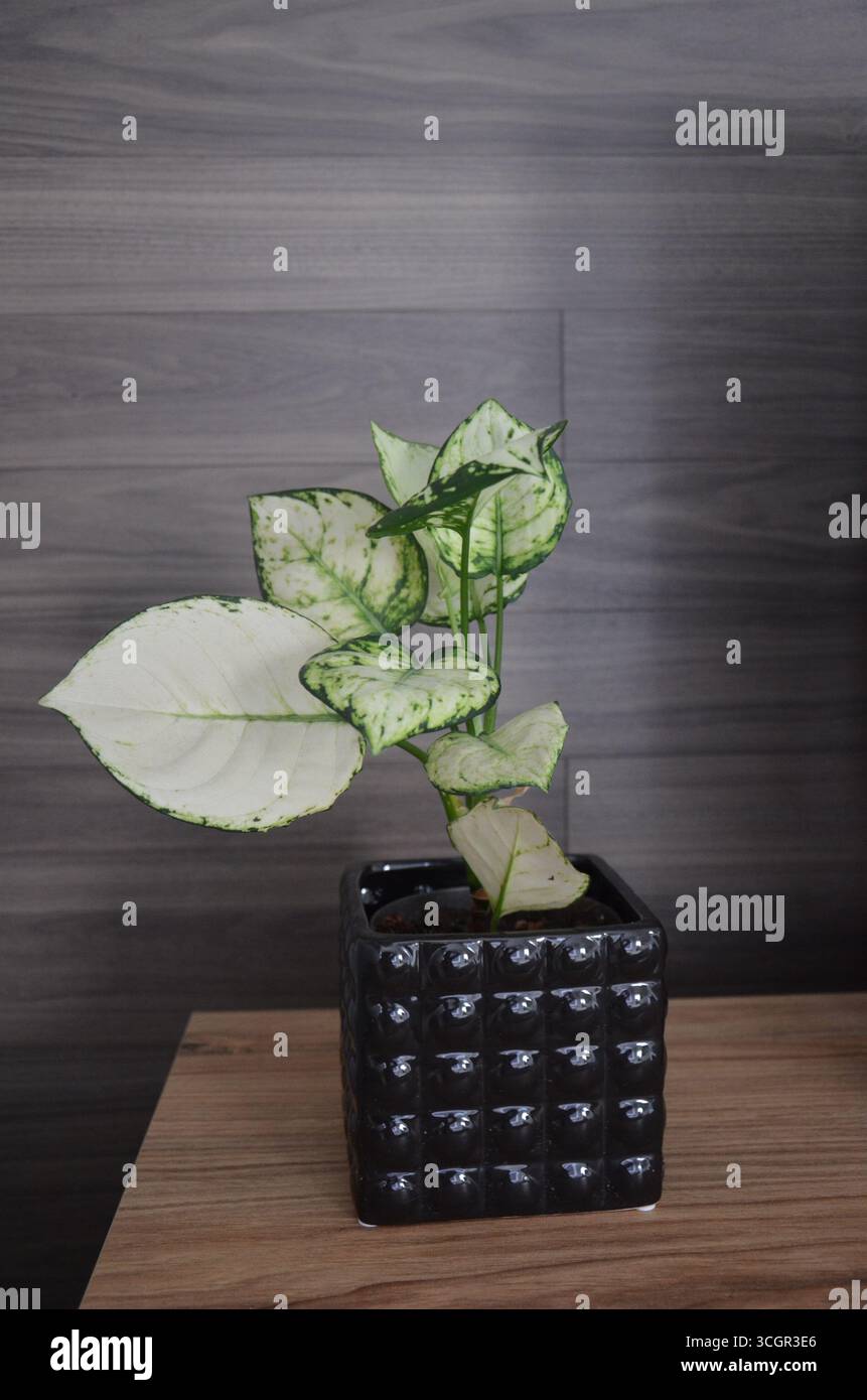 Topfpflanze auf Regal im Wohnzimmer Stockfoto