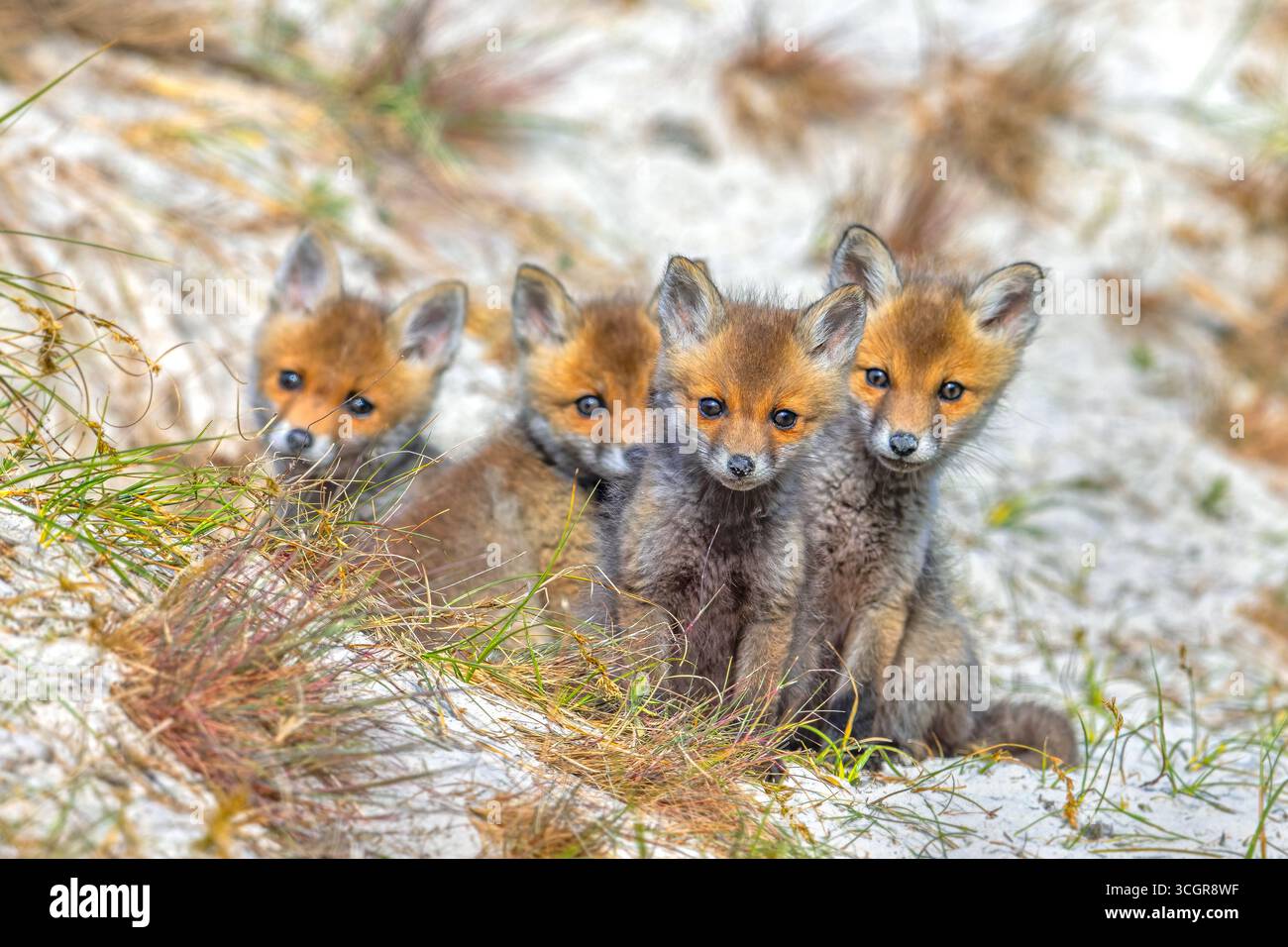 Junge Rotfüchse (Vulpes vulpes) vier neugierige Kits/Jungtiere, die im Frühjahr in Richtung Kamera in der Nähe von Höhlen/Höhle in den Sanddünen entlang der Küste schauen Stockfoto