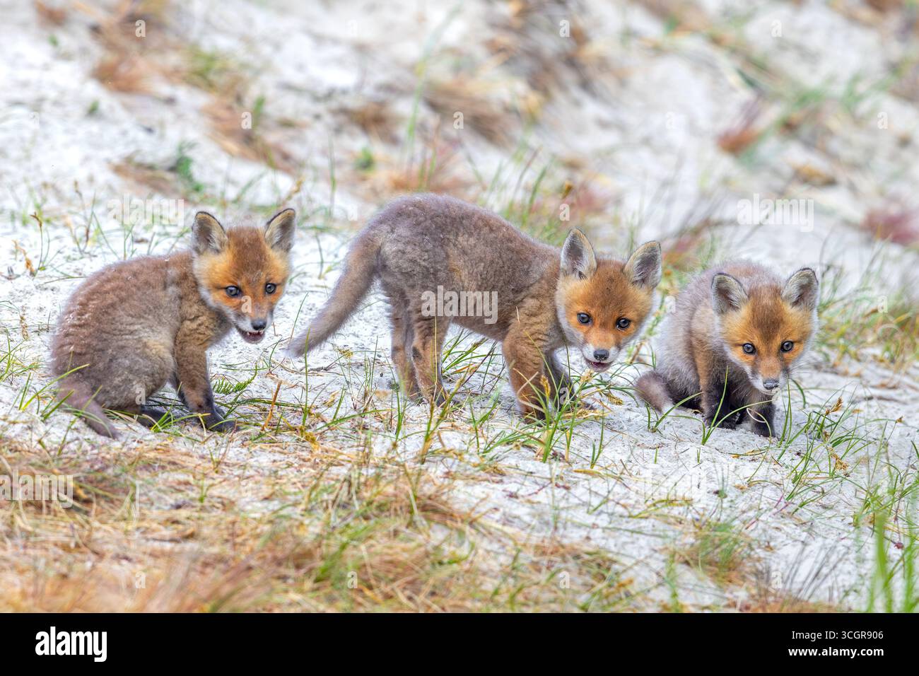 Junge Rotfüchse (Vulpes vulpes) drei neugierige Kits/Jungtiere, die im Frühjahr in Richtung Kamera in der Nähe von Höhlen/Höhle in den Sanddünen entlang der Küste schauen Stockfoto