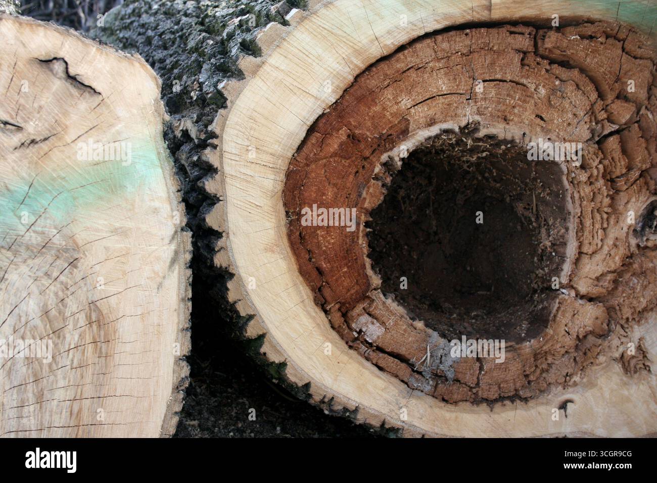 Gefällter Baumstamm mit sichtbaren Wachstumsringen. Nahaufnahme der Eichen- oder Buchenholzstruktur mit natürlichen Jahresringen und Holzstruktur. Stockfoto