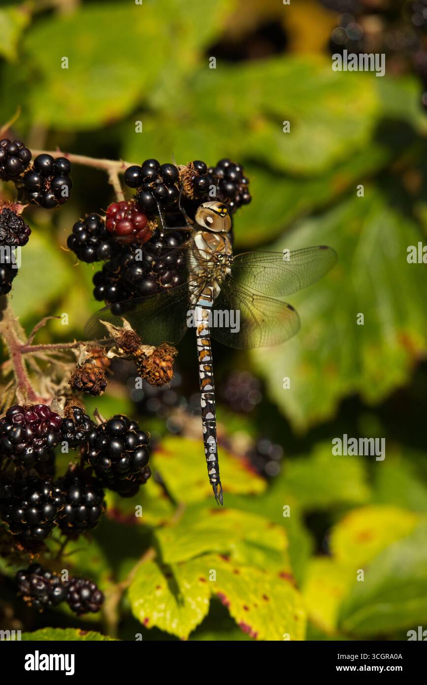 Gemeine Hawker Libelle auf Brombeeren Stockfoto